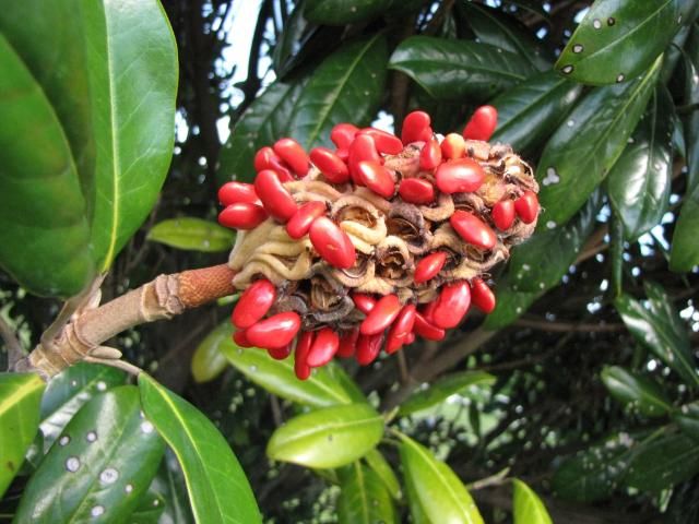 Figure 8. Magnolia grandiflora fruit is large, pubescent, and cone-like with shiny red seeds.