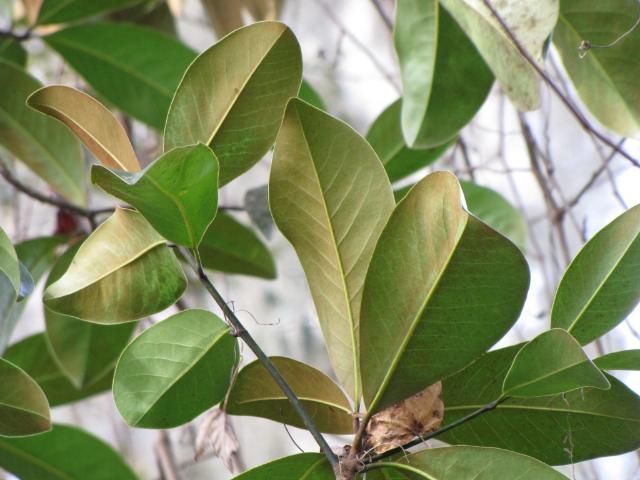Figure 5. The leaves of Magnolia grandiflora are shiny and glabrous on the upper surface, and have varying amounts of rusty pubescence on the lower surface.