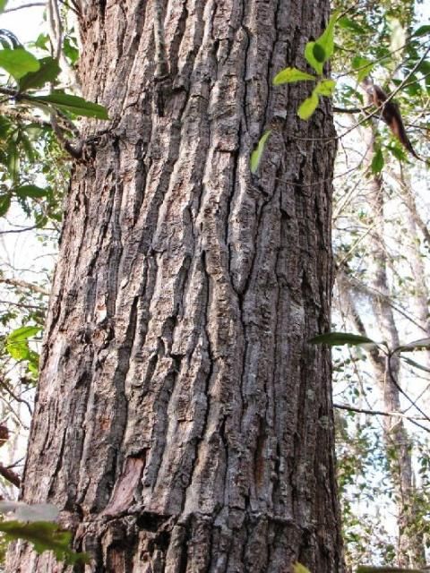 Figure 1. The bark of Gordonia lasianthus is a distinct characteristic.
