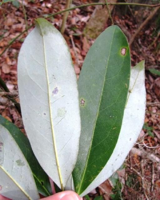Figure 10. The lower surface of the leaf of Magnolia virginiana is glaucous.