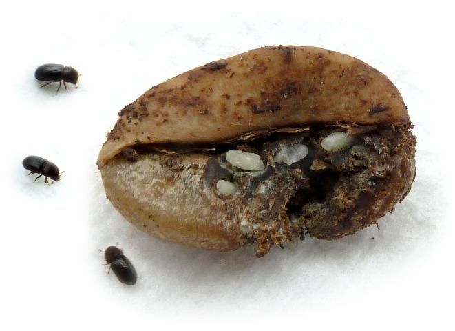 Figure 1. A family of the coffee berry borer Hypothenemus hampei (adults and pupae) and their coffee bean.