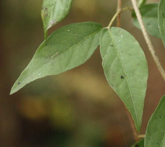 Figure 3. A leaf of cat's-claw vine that has lost its tendril and now consists of only two leaflets.
