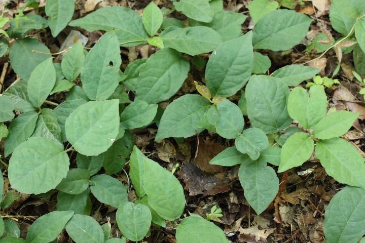 Figure 3.5. A carpet of ground-level cat's-claw plants that have not begun to climb and bear only the simple (or unifoliolate) leaves.