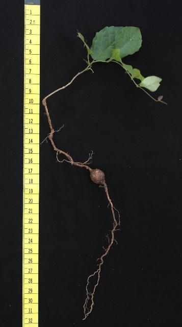 Figure 6. Above- and below-ground portions of a cat's-claw vine showing regrowth after being cut at ground level. The spherical swelling in the taproot contains the plant's energy reserves.