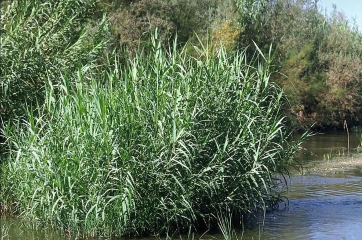 Figure 3. Giant reed (Arundo donax) is adapted to wetland sites and is problematic in riparian areas of the western United States.