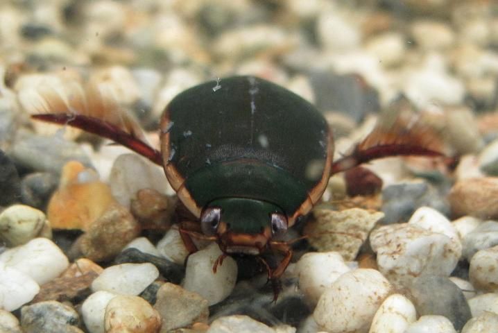 Figure 4. The giant diving beetle, Cybister fimbrolatus.