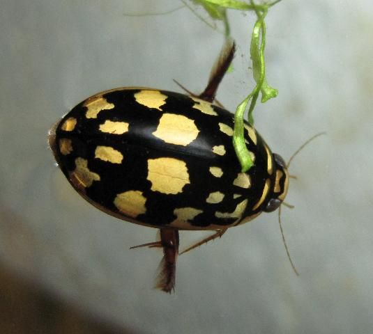 Figure 5. Sunburst diving beetle, Thermonectus marmoratus.