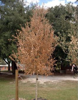Live oak injury following a metsulfuron application to the root zone at a 1 oz. per acre rate.