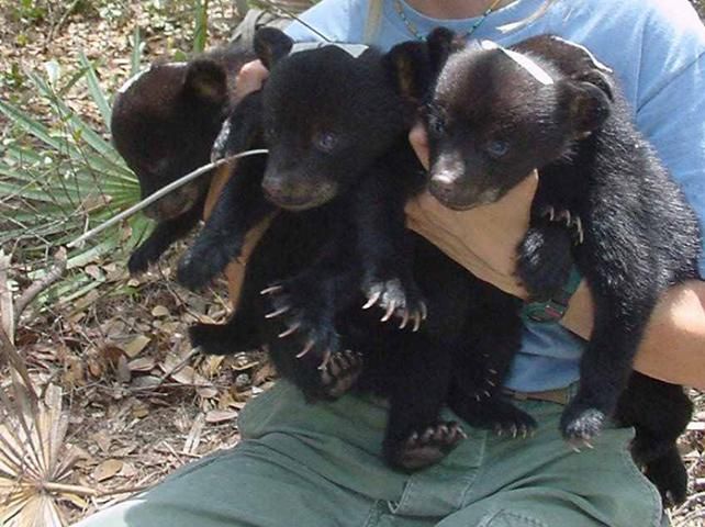 Image of a person holding three black bear cubs.