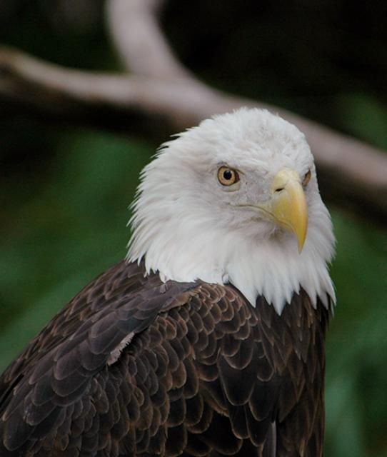 Image of an American Bald Eagle.