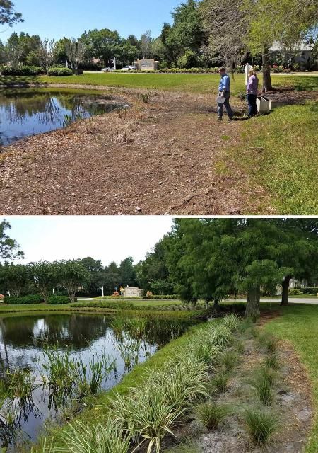 Figure 2. Before (top) and after (bottom) stormwater pond plantings. The pond on the left is more likely to experience soil erosion and nutrient-rich grass clippings entering the water, both of which can degrade water quality via increasing nutrient levels.