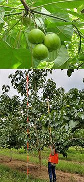 Tung tree (Aleurites fordii) showing the fruit (left) and our “Best Management Practices” (BMPs) research in Leon County, Florida, during foliar nutrient sampling in August 2018 (right).