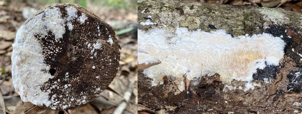 Figure 3. Fruiting bodies of Flavodon subulatus on a Florida oak log. The fruiting bodies are a white crust with a surface composed of irregular pores. The fruiting bodies can sometimes be observed on logs previously colonized by Ambrosiodmus minor.