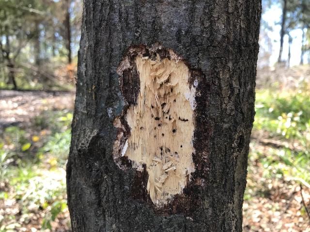Figure 2. A typical cluster of galleries of Ambrosiodmus minor on a fire-stressed laurel oak in Florida, exposed by woodpeckers.