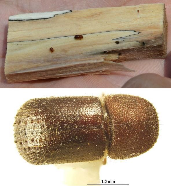 Figure 1. Top: male (left, small size) and female (right, larger size) of Ambrosiodmus minor and their galleries on a piece of decayed wood in Florida. Bottom: Female of Ambrosiodmus minor in dorsal view.