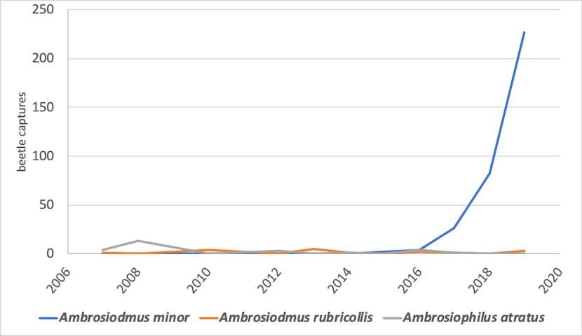 Figure 4. Data represents total captures of Ambrosiodmus minor, A. rubricollis, and Ambrosiophilus atratus retrieved from the Early Detection and Rapid Response Surveillance Program for Non-Native Bark and Ambrosia Beetles (USDA Forest Service). Three multi-funnel Lindgren traps with different lures are deployed on each of the twelve sites selected yearly across Florida. Specimens are collected every 2 weeks over a 12-week period every year. Sites are selected in collaboration with the Cooperative Agricultural Pest Survey (CAPS).