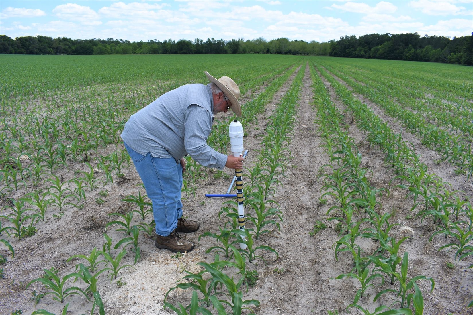 Joel Love, BMP outreach specialist, installs a soil moisture sensor for a corn grower. 