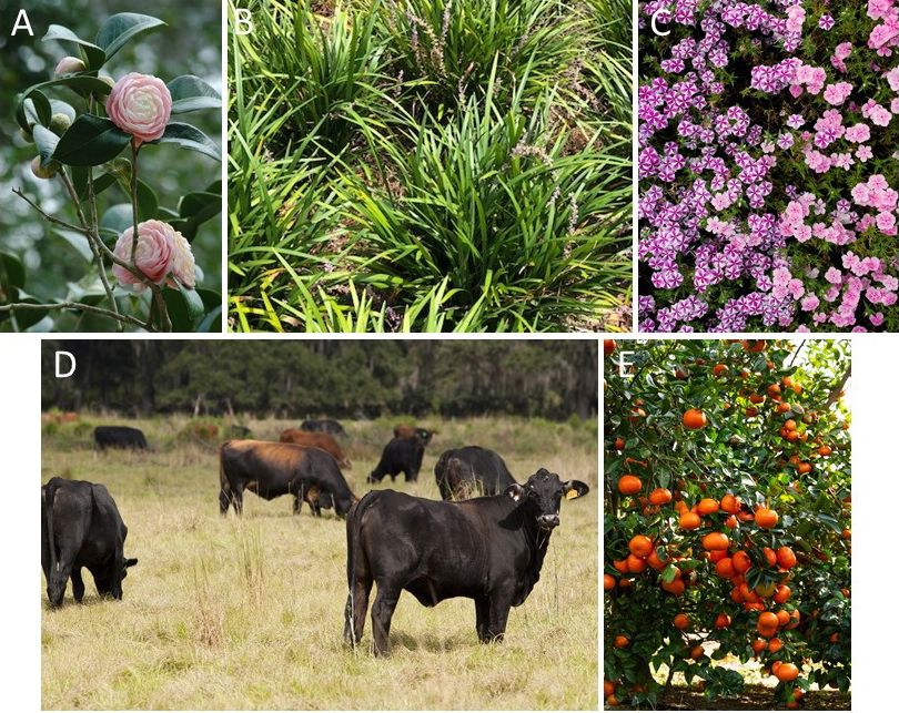 (A) Camellias (Camellia sp.), (B) big blue lilyturf (Liriope muscari.), (C) a mix of ‘Star Brite’ and pink phlox (Intensia spp.), (D) cattle, and (E) various varieties of citrus are but a few examples of introduced species in Florida. 