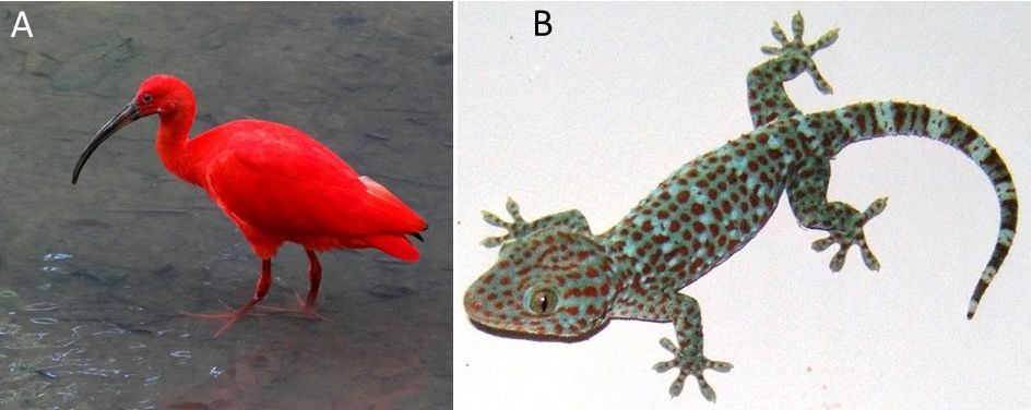 (A) scarlet ibis (Eudocimus ruber) and (B) tokay gecko (Gekko gecko) are species that are currently established in Florida. 