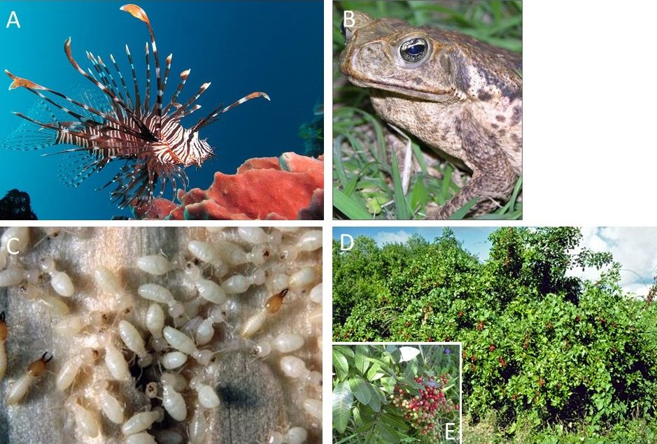 (A) Lionfish (Pterois volitans), (B) cane toads (Rhinella marina), (C) termites (Infraorder Isoptera), and (D-E) Brazilian pepper tree (Schinus terebinthifolia) are four examples of the many invasive species found in Florida. 