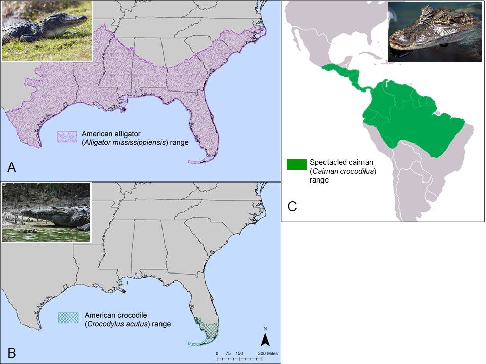 Native ranges, i.e., geographic extent, of (A) American alligators (Alligator mississippiensis), (B) American crocodiles (Crocodylus acutus) in North America, and (C) spectacled caiman (Caiman crocodilus). Data downloaded from USGS 2019. Credits: A. and B. Basil Iannone. C. Map. Wikimedia Commons. 