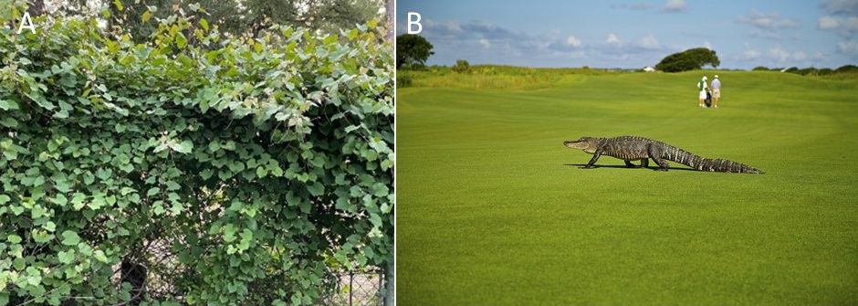Individuals or groups of individuals of (A) Grape vine (Vitis sp.) and (B) American alligators (Alligator mississippiensis) can be nuisances in given situations. 