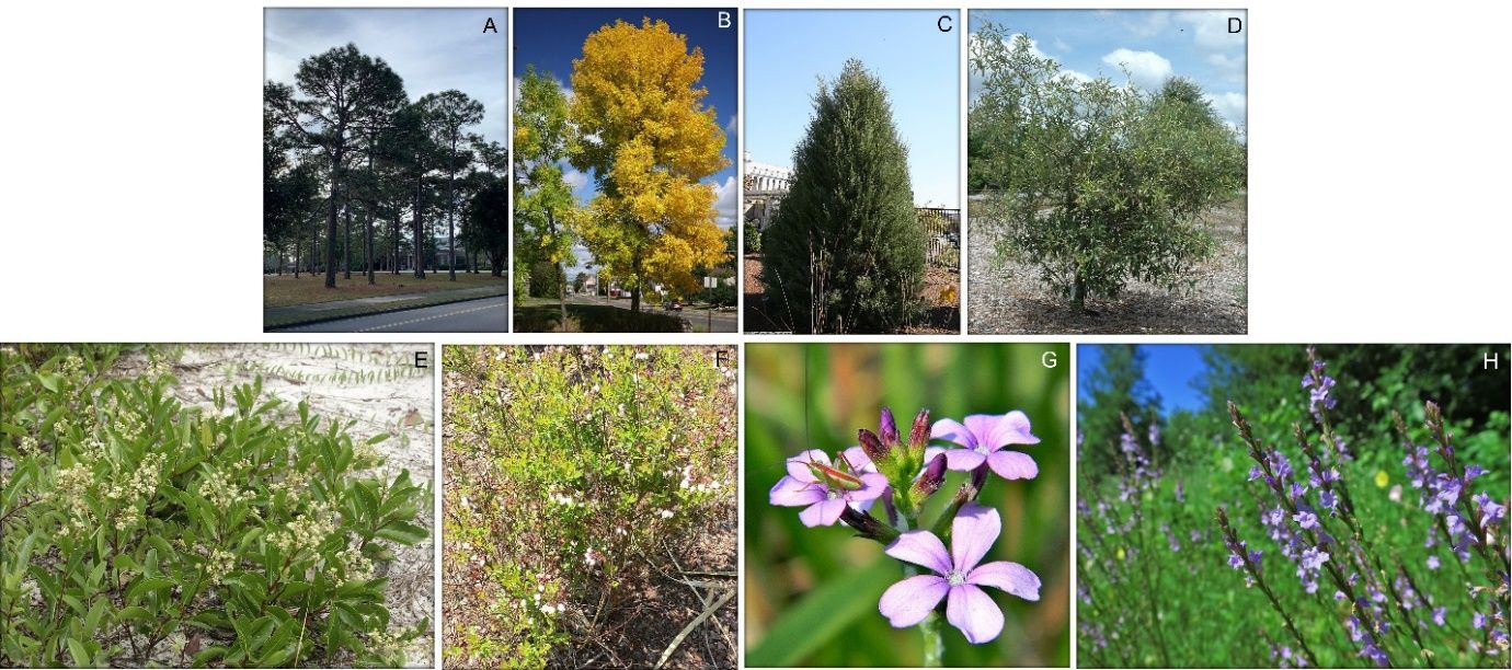 Examples of eight species common in urban landscapes that provide a diversity of landscaping functions, including (A) red maple, which provides shade, (B) dahoon and (C) American holly, which function as screens around landscaping perimeters, (D) highbush blueberry, which provides hedging, (E) winged sumac, which contributes as an ornamental tree/shrub in places not well-suited for large trees, and (F) Leavenworth's tickseed, (G) Elliot’s lovegrass, and (H) fine leaf blazing-star, which all serve as ornamental species in gardens. 