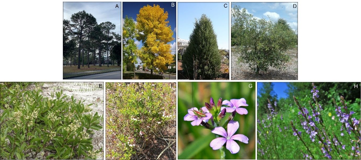 Examples of eight plant species native to Florida that are well-suited for the harsh growing conditions often found in new urban development sites, including (A) longleaf pine and (B) green ash, which both provide shade, (C) eastern red cedar, which functions as a screen around landscaping perimeters, (D) sand live oak, which serves as an ornamental species, (E) gopher apple, which functions as groundcover, (F) shiny blueberry, which is used as an ornamental in a garden or as hedging, and (G) blueheart and (H) Texas vervain, which both supply gardens as ornamental species. 