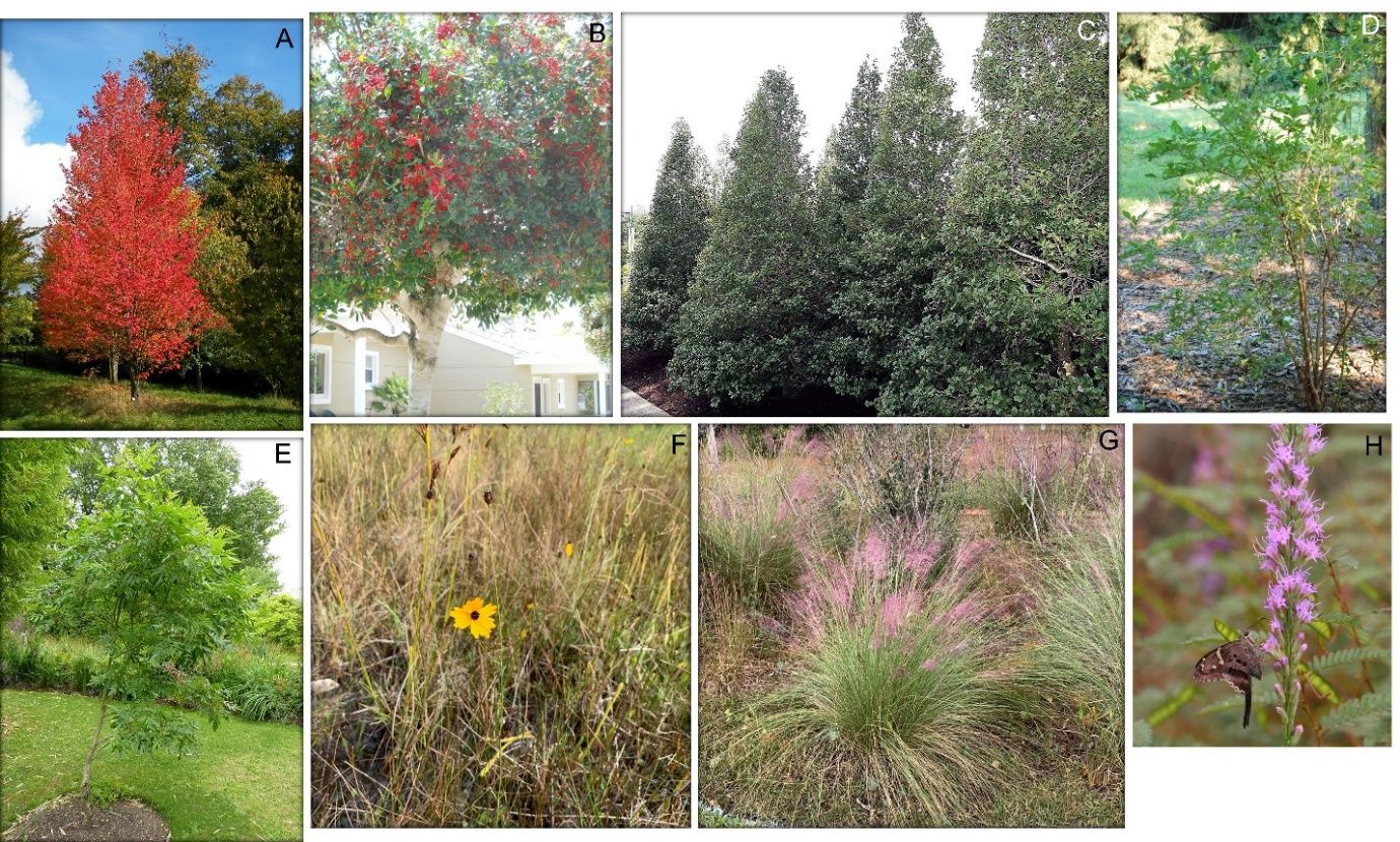Examples of eight species common in urban landscapes that provide a diversity of landscaping functions, including (A) red maple, which provides shade, (B) dahoon and (C) American holly, which function as screens around landscaping perimeters, (D) highbush blueberry, which provides hedging, (E) winged sumac, which contributes as an ornamental tree/shrub in places not well-suited for large trees, and (F) Leavenworth's tickseed, (G) Elliot’s lovegrass, and (H) fine leaf blazing-star, which all serve as ornamental species in gardens. 