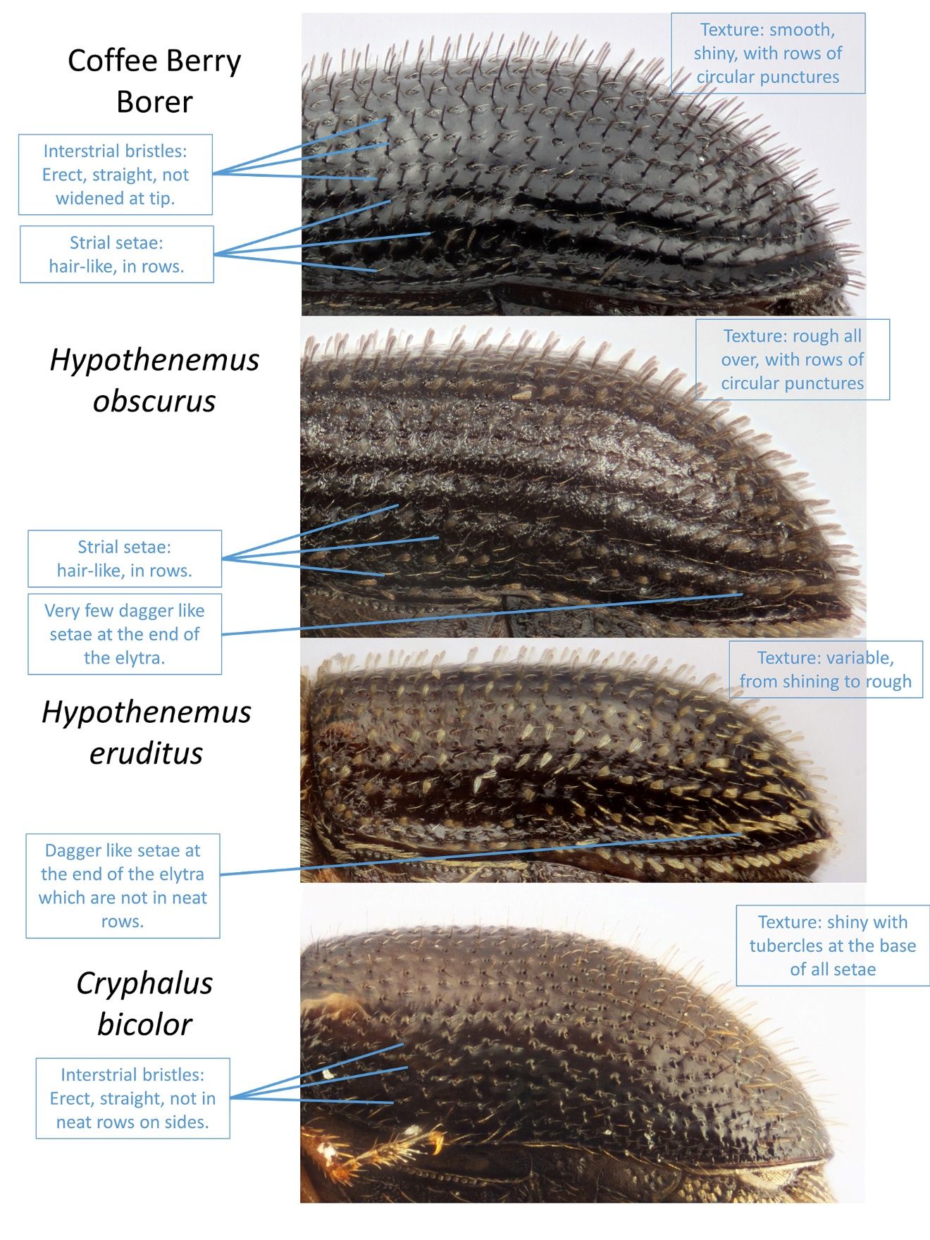 The elytra of CBB and similar bark beetles. The shape of the interstrial bristles and the texture of the elytra are useful characters for identification of CBB from similar beetles. 