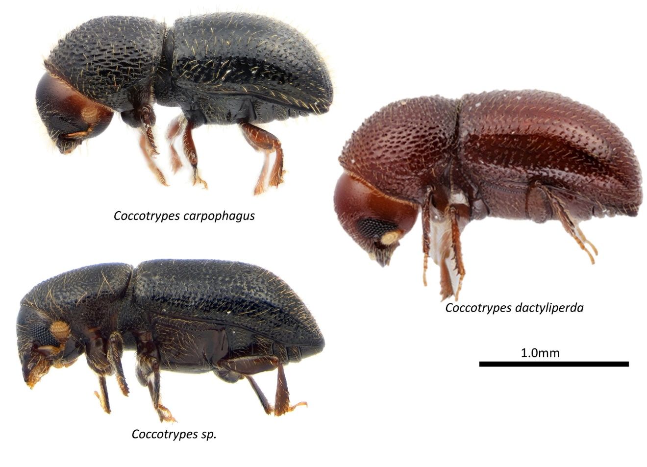 Examples of species in the genus Coccotrypes. 
