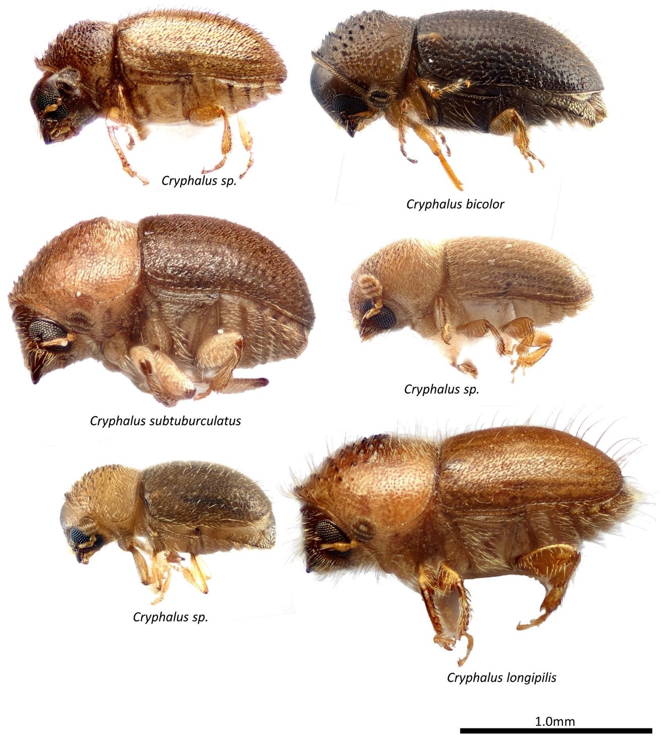 Examples of Cryphalus species found in New Guinea. 
