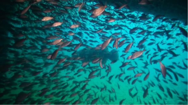 Increasing fish populations are often the ultimate goal when artificial reefs are deployed.