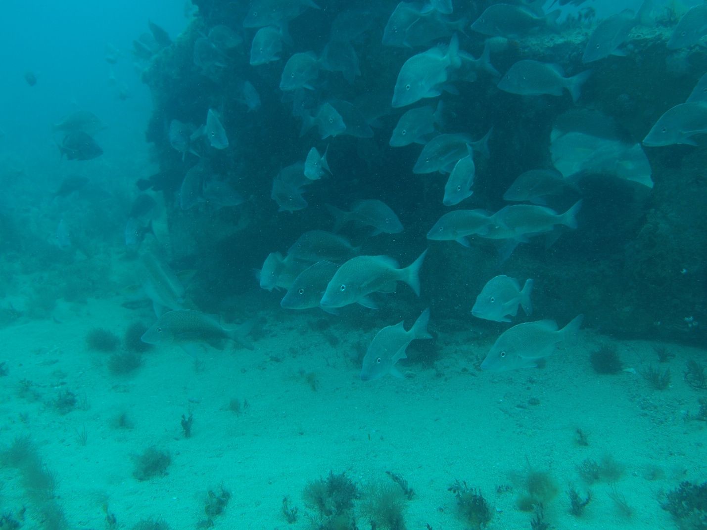 An example of an artificial reef with some smaller reef fish near it. 