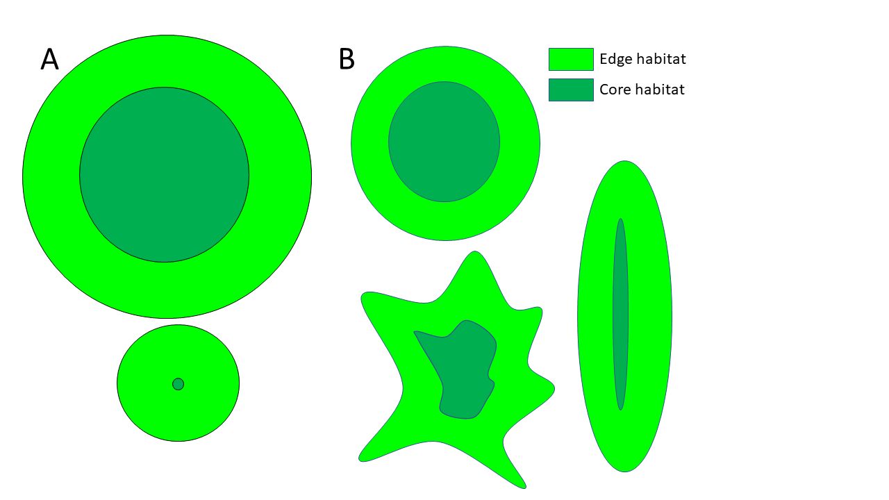 Effects of size and shape on amount of habitat core vs. edge area. (A) Edge increases and core decreases as total habitat area decreases. (B) Edge increases and core decreases as the shape of the habitat area deviates from a circle by becoming thinner or irregularly shaped.