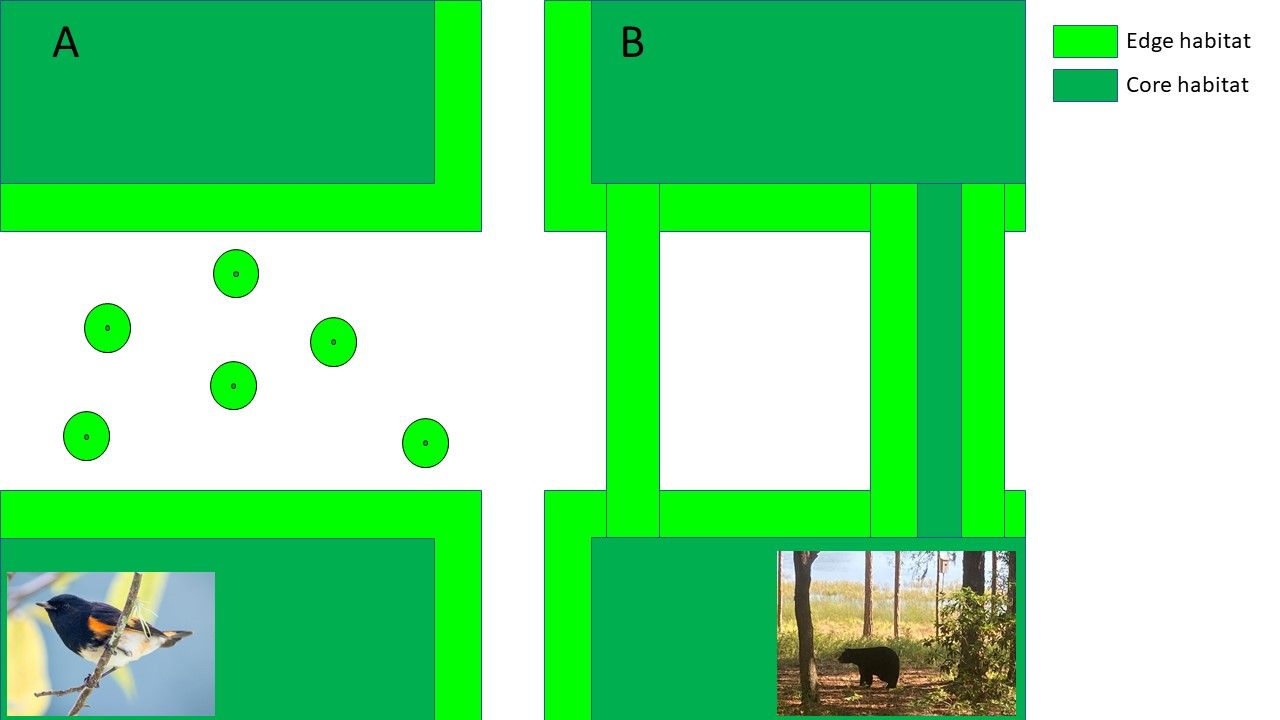 Depiction of strategies to enhance habitat connectivity via creating (A) stepping stones vs. (B) habitat corridors. The small, round habitat islands in A may benefit some mobile species such as small migrating birds, like the American redstart, by acting as stopover habitat. In contrast, larger mammals such as the American black bear will require habitat corridors shown in B. Regarding habitat corridors, width matters, with wider habitat corridors containing important core habitat needed for movement of habitat specialist species. 