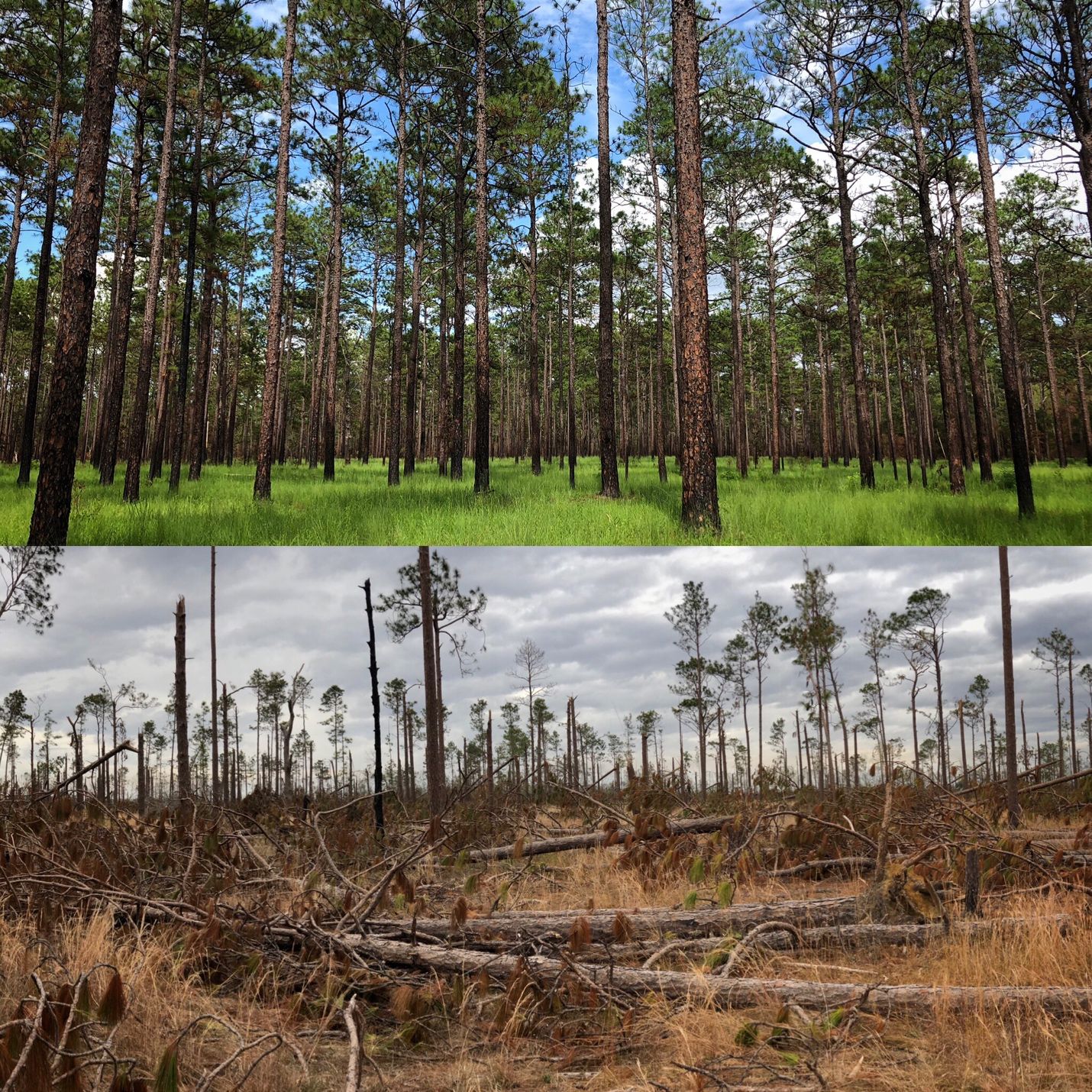 Forest stand conditions at Apalachee Wildlife Management Area before (top) and after (bottom) 2018 Hurricane Michael in northwest Florida. 