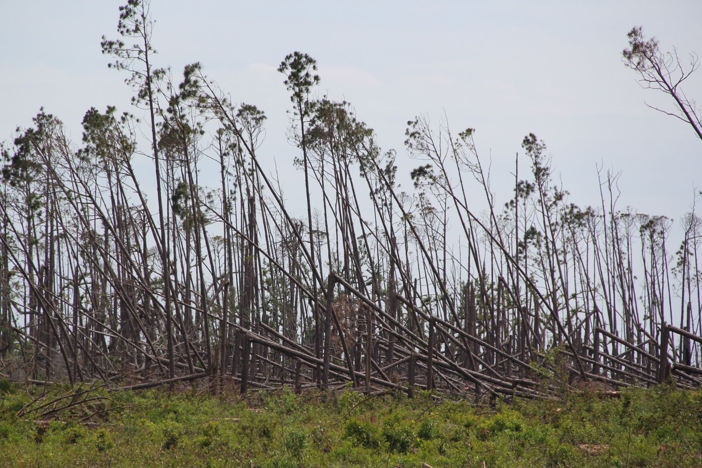 Hurricane Michael drastically transformed forests in northwest Florida, significantly altering fuels and potential fire behavior. 