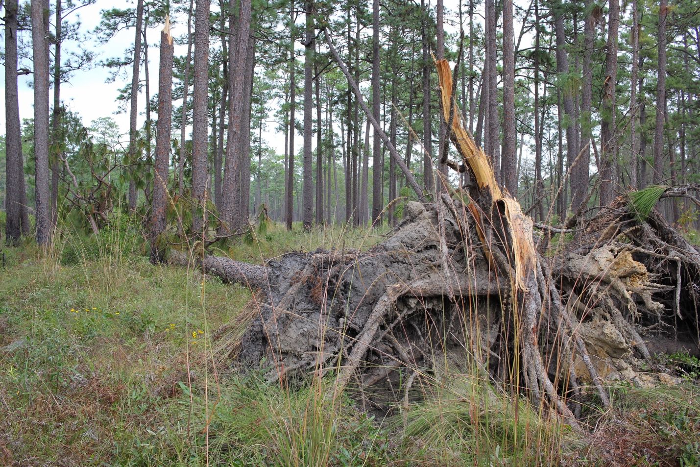 The stumps and trunks of storm-toppled mature trees can ignite during prescribed fires and wildfires and be long-duration sources of smoke. 