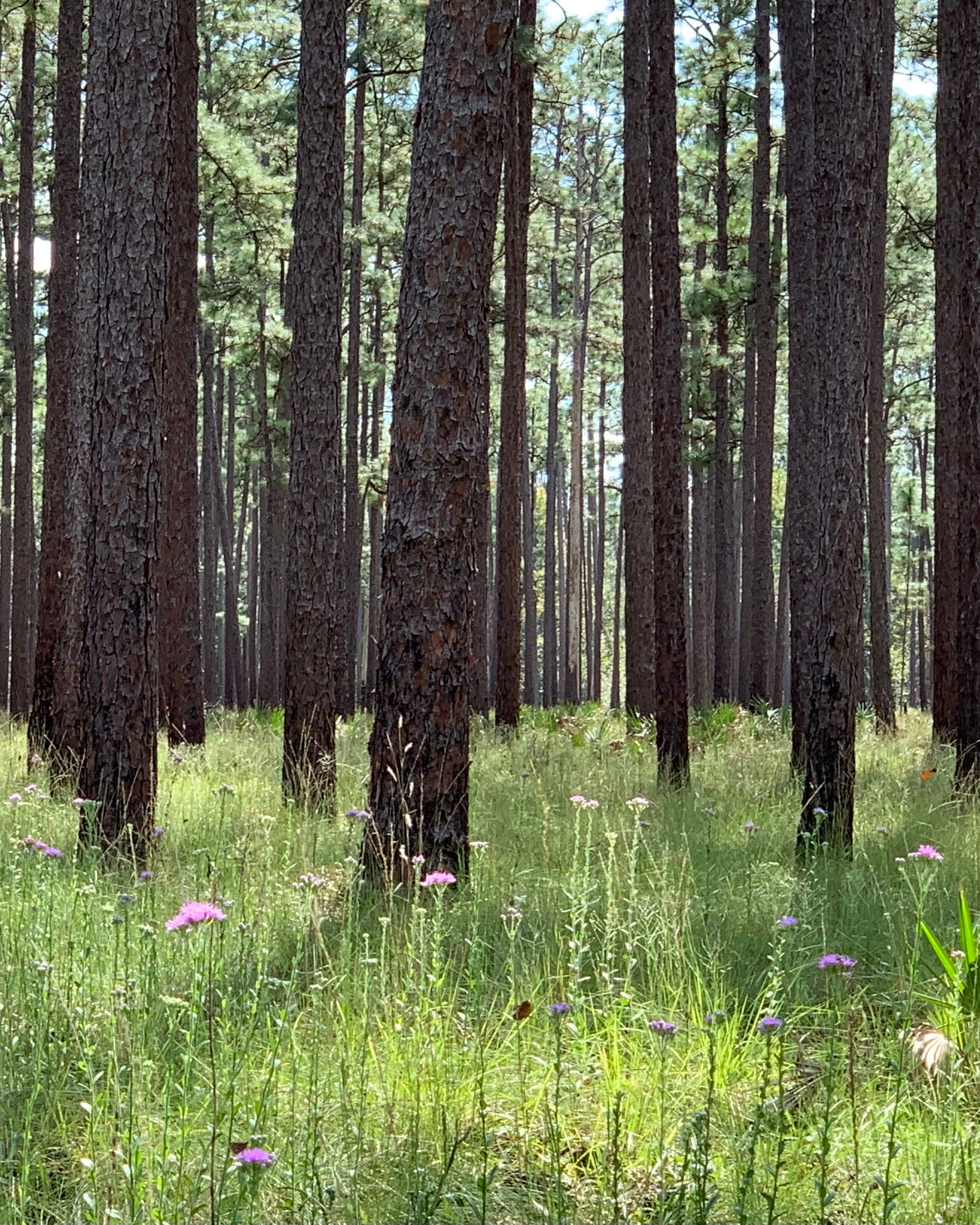 Many plants flowering in a recently burned longleaf pine savanna. 