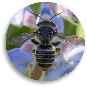 A bee on a flower

Description automatically generated with medium confidence