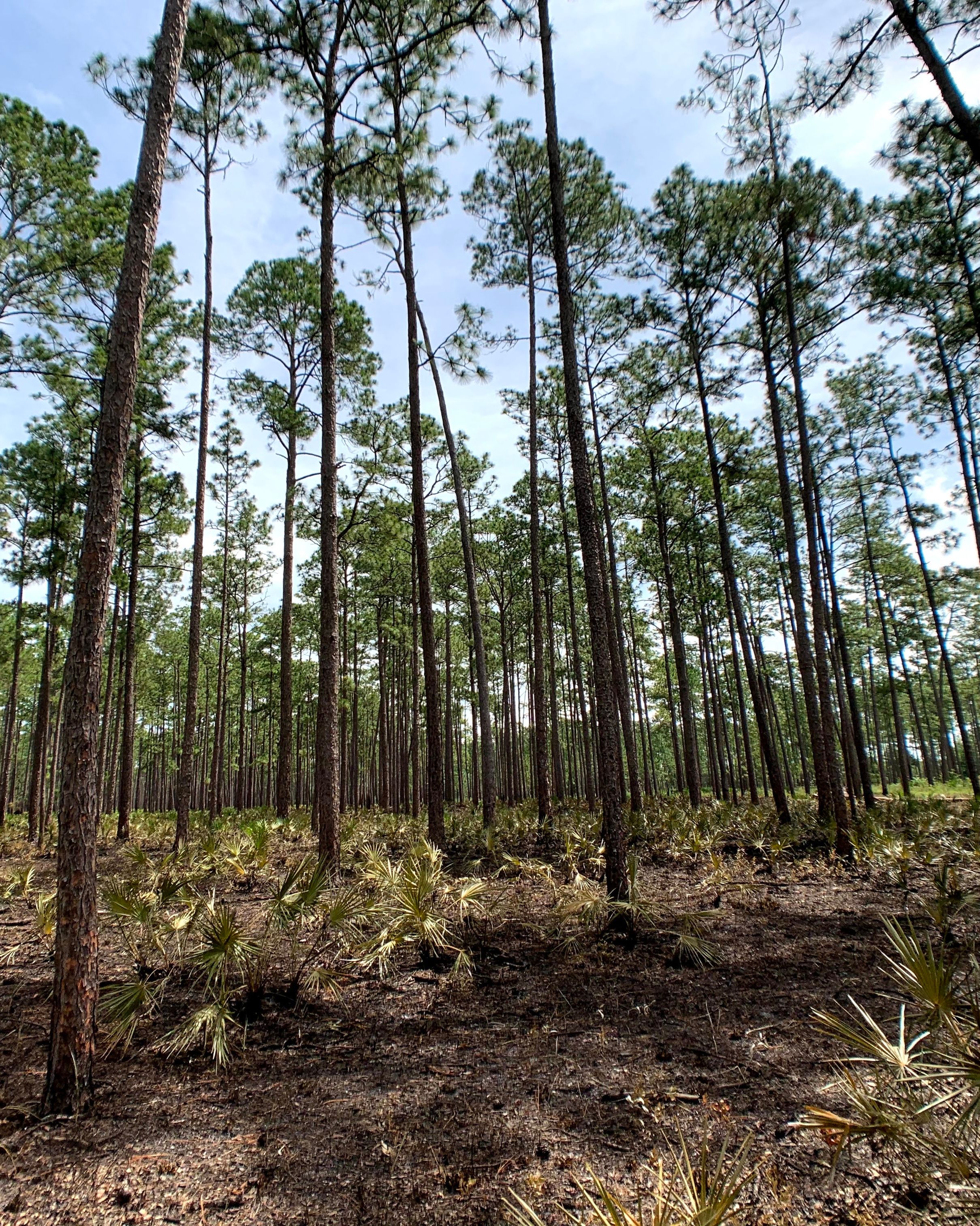 The understory of a longleaf pine savanna shortly after a prescribed fire. 