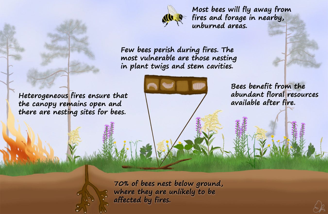 Overview of the direct and indirect effects of fire on bees that should be considered when developing management plans in longleaf pine savannas.