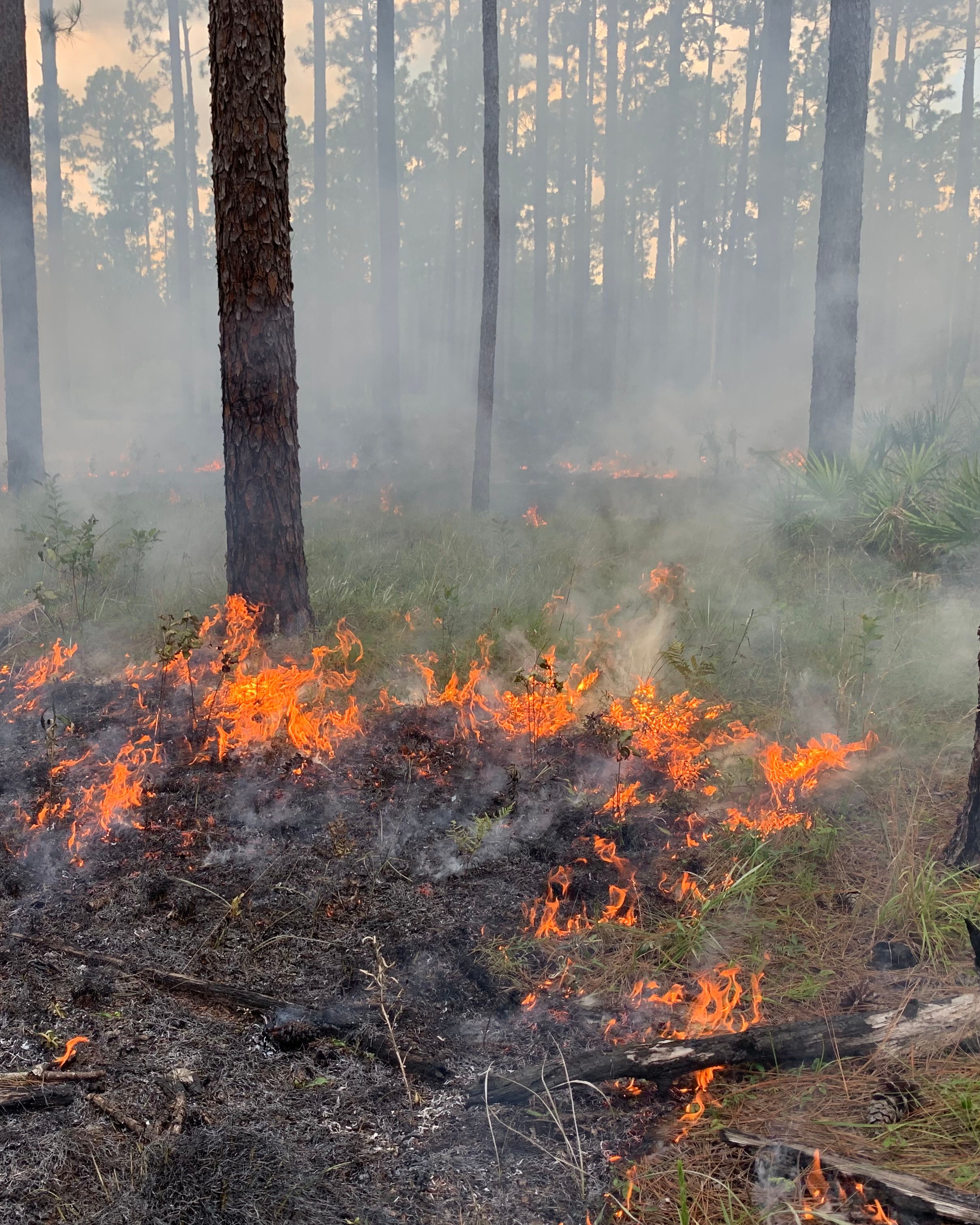 A prescribed fire moving through the understory of a longleaf pine savanna in north central Florida.