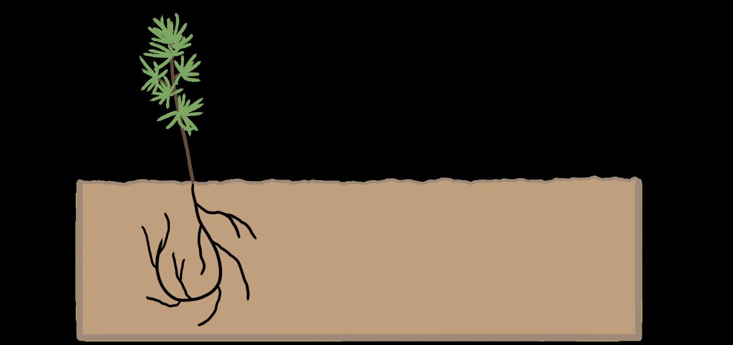 J-rooting. Roots are pushed into a too-shallow planting hole or not allowed to fall straight into the planting hole. 