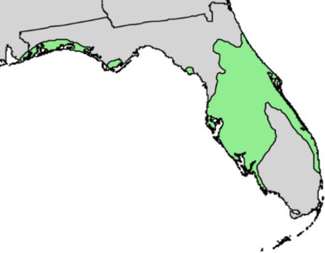 Sand pine natural range in Florida (both varieties). Data source: USGS