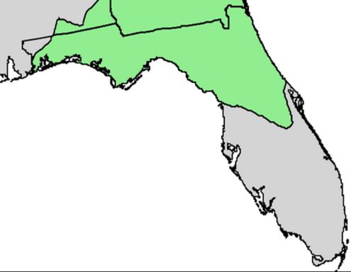 Pond pine natural range in Florida. Data source: USGS