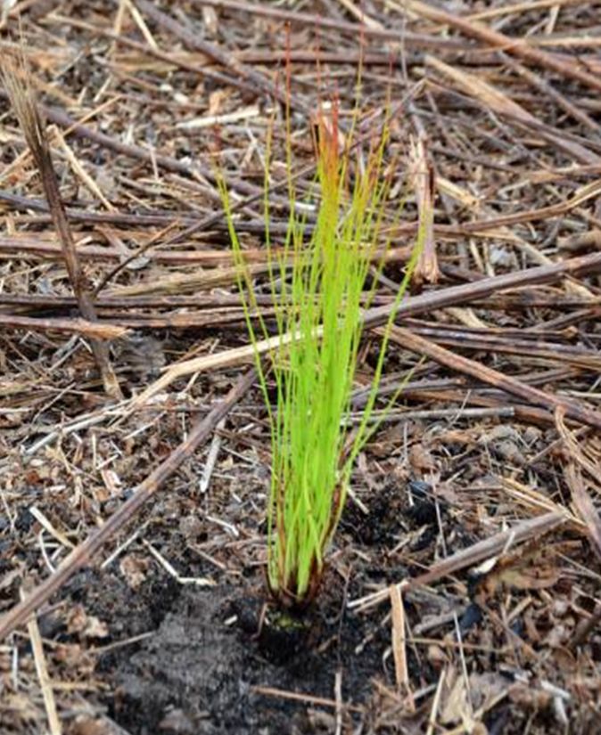 Containerized longleaf pine seedling planted ¼ – ½ inch above ground level. 