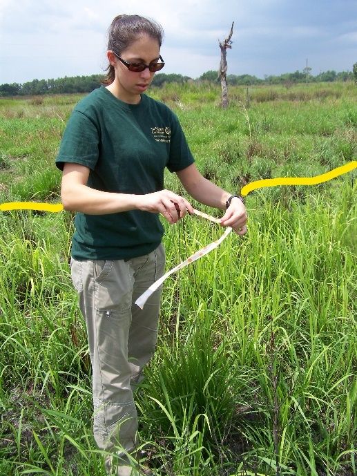 A field technician ties flagging tape to mark a patch of newly discovered cogongrass (edge marked in yellow) during a post-fire invasive plant survey in a recently burned grassland. 
