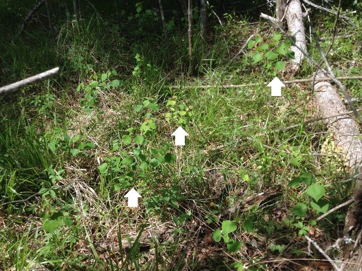 Chinese tallow seedlings (some with white arrows) grow scattered among grasses in a clearing created from treating mature trees, which are now fallen logs. 